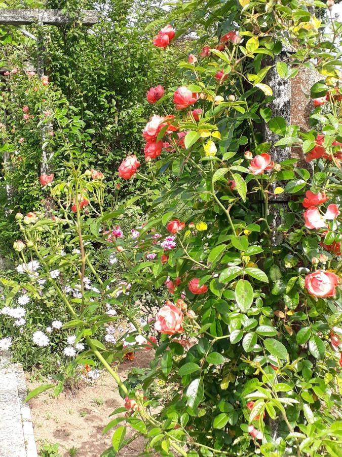 Quinta D'Avo Amelia Bed & Breakfast Alquerubim Bagian luar foto